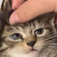 denborg