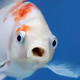 Fish_Lips