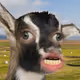 pnwzvault
