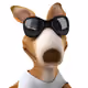 KangarooVault