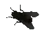 Fforfish
