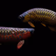 JPEGPapii