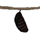 moth9
