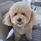 furrymeatball