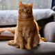 FatKingFred
