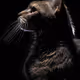 Radiocat