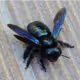 Bzzzzzzzzzzzzzzz