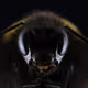 Null_ZPT