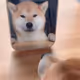 podouy