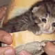 CatSandwich