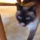 LouieTheCat