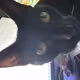 Lextheblackcat