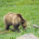 Grizzly_Attack