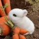 bun_bun