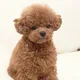 BearbearBrick
