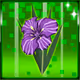 KKokok