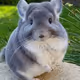 Chinchilla1