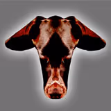 OpenSea profile picture for @KnuckleHead