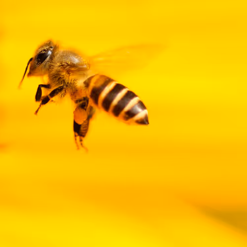 OpenSea banner for @Bees