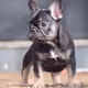 Boostedbullies21