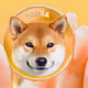 ShiboshiShib