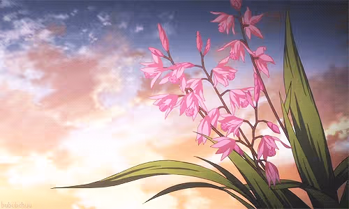 OpenSea banner for @Anime