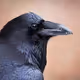 Tim_Raven
