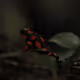 hoyoscata