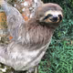 slothy