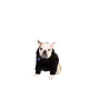 jesusgrice.eth
