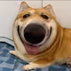 Siwot