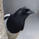 Magpie