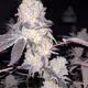 KannaKing420