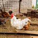Rooster-Coop