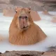Capybariki
