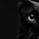 Blackcatx