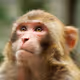 Monkey_GorillaZ