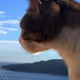 Montofonx