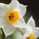 Narcissus7