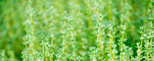 OpenSea banner for @Horticulture