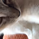 SaphiraTheCat