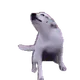 primoliso_