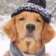 puppyter