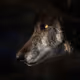 Wolf12e