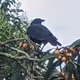 SunsetBird