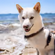 MaliTheShiba