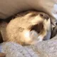 nftbutler_sleepyOTTER