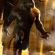 Solfear