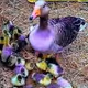 SeasonoftheDuck