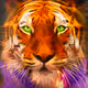 -METATIGER-